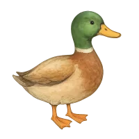 L' Anatra