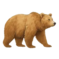 L' Orso