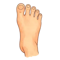 The Foot
