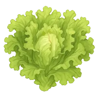 La Lechuga